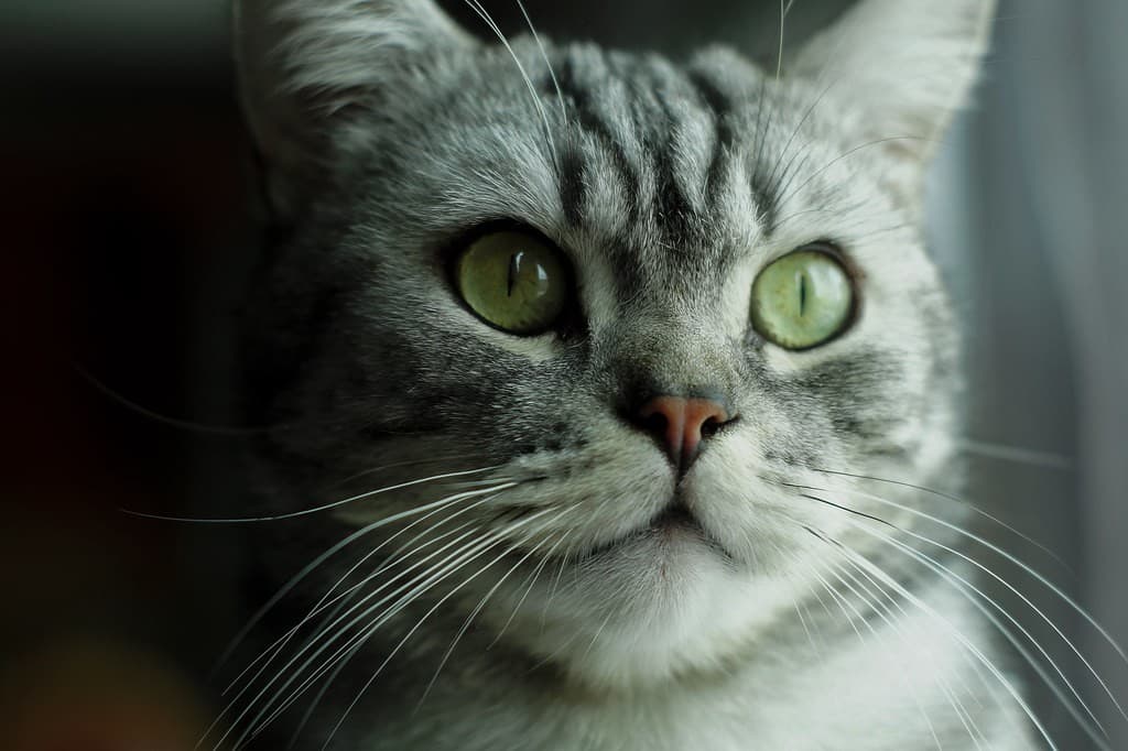Minolta 50mm f1.7 heritage sample 1