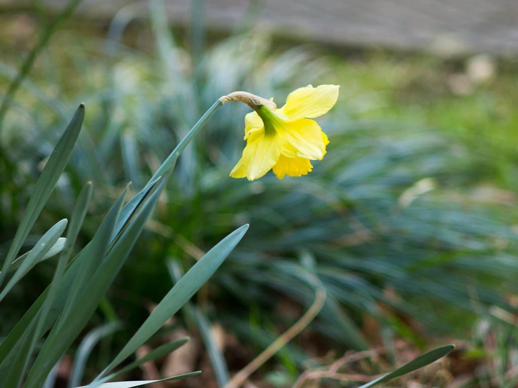 Pentax (Takumar) Pentax Takumar 135mm f3.5 heritage sample 2