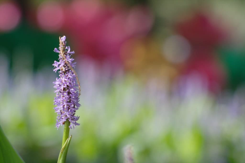 Tele-Lentar Tele-Lentar 200mm f4.5  heritage sample 3
