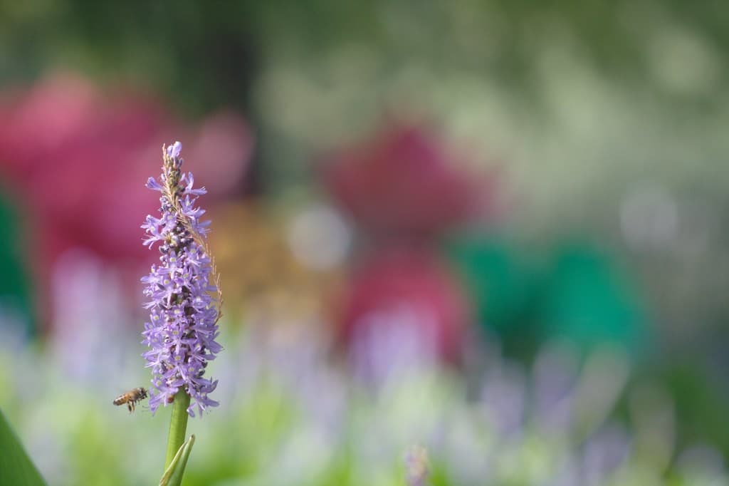 Tele-Lentar Tele-Lentar 200mm f4.5  heritage sample 1