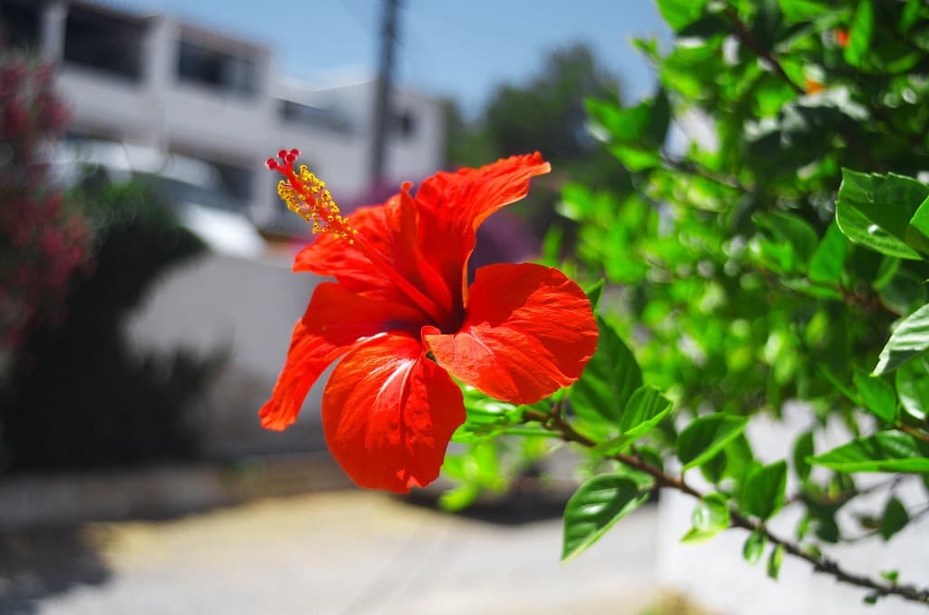 Pentacon Pentacon 30mm f3.5 heritage sample 1