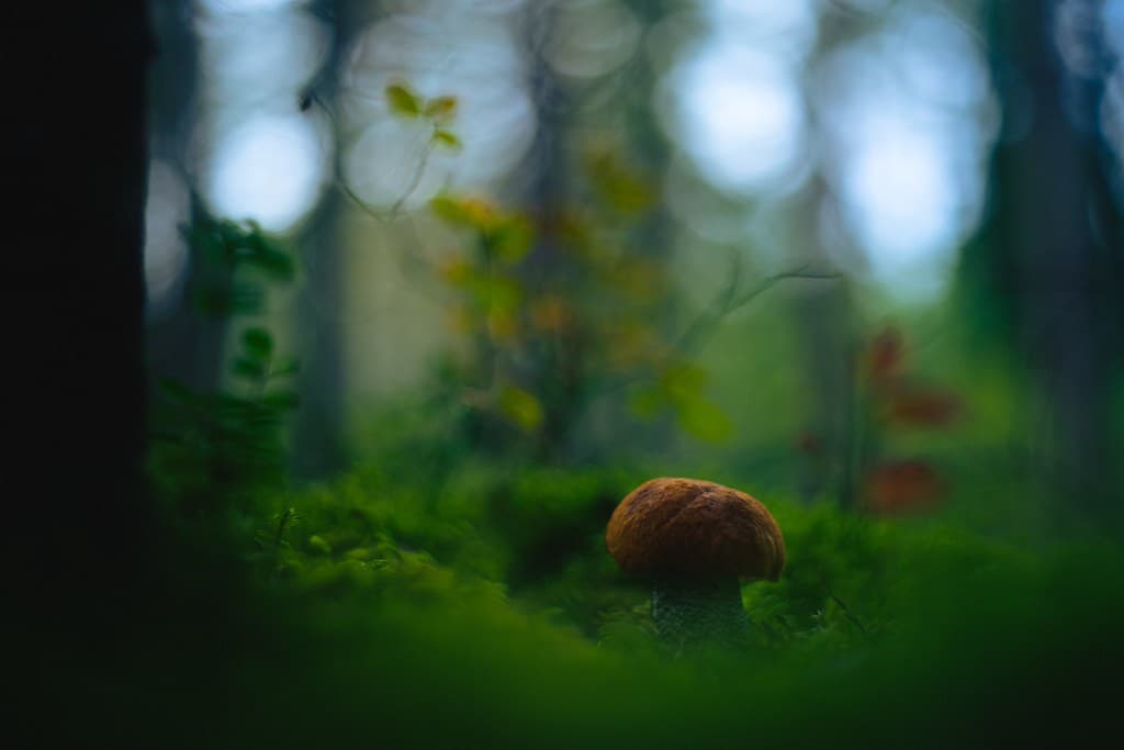 Konica Konica HEXANON 52mm f1.8 heritage sample 4