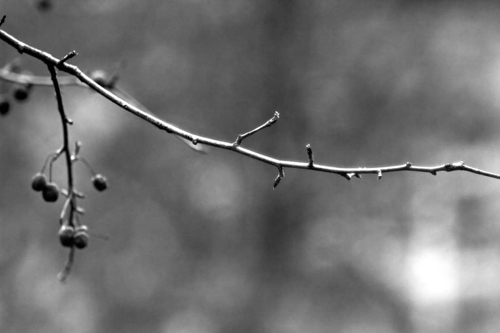 Porst Porst 135mm f2.8 heritage sample 2