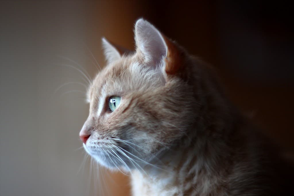 Helios 40-2 85mm f/1.5 heritage sample 2
