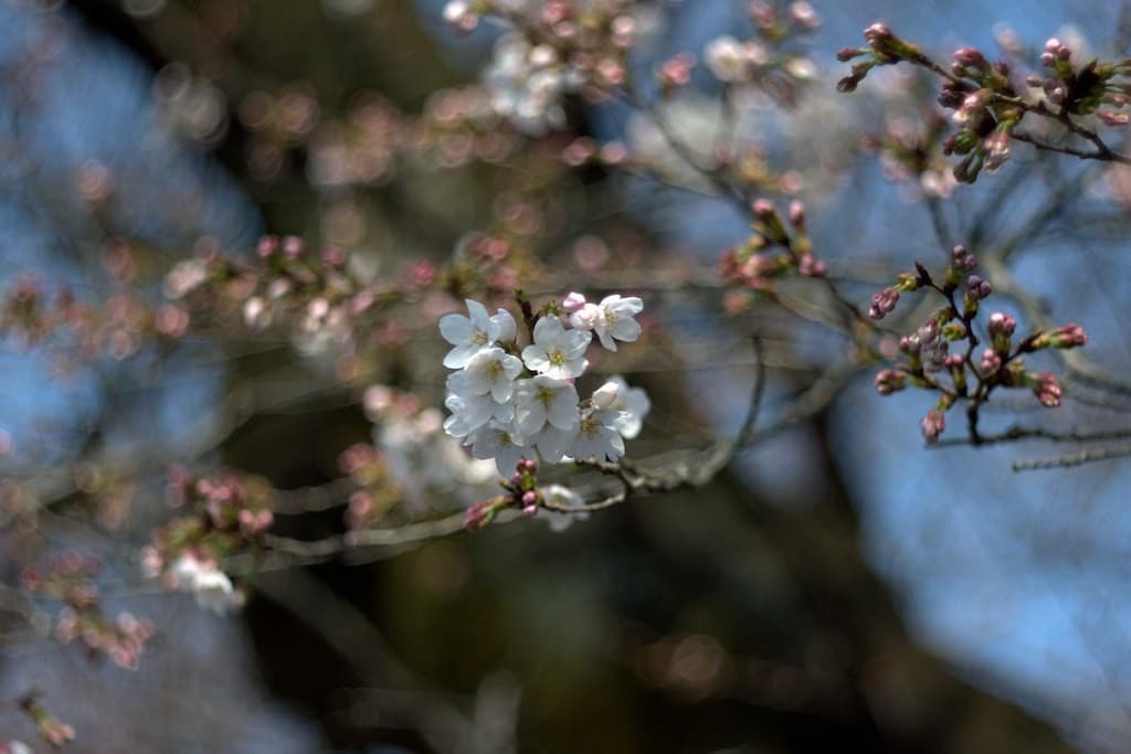 Mamiya 55mm f1.8 heritage sample 1