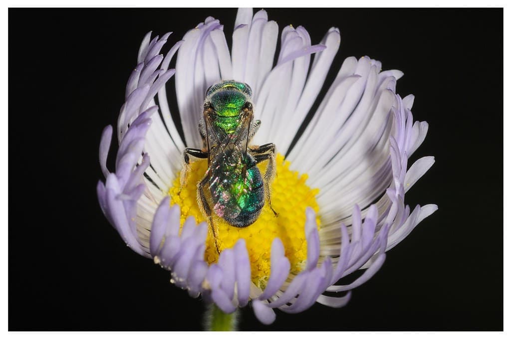 Vivitar Series 1 105mm f/2.5 Macro heritage sample 2