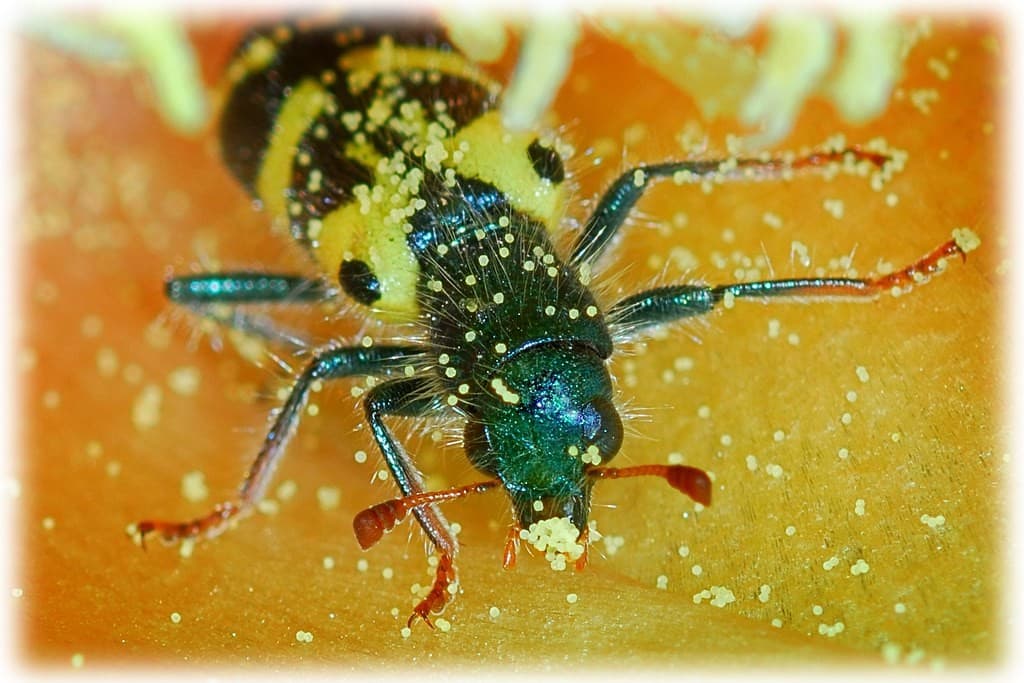 Vivitar Series 1 105mm f/2.5 Macro heritage sample 6