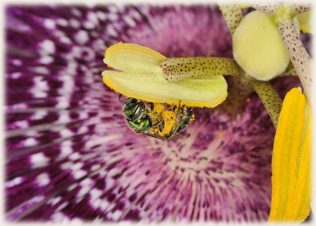 Vivitar Series 1 105mm f/2.5 Macro heritage sample 4