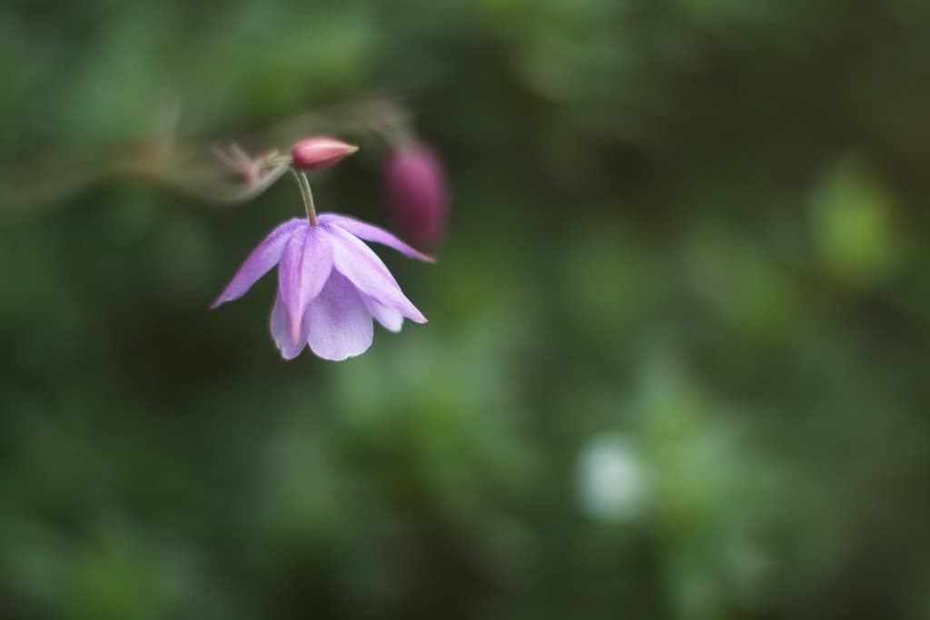 Fujinon 50mm f/1.4 M42 heritage sample 2