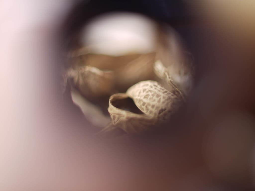 Fujinon 50mm f/1.4 M42 heritage sample 3