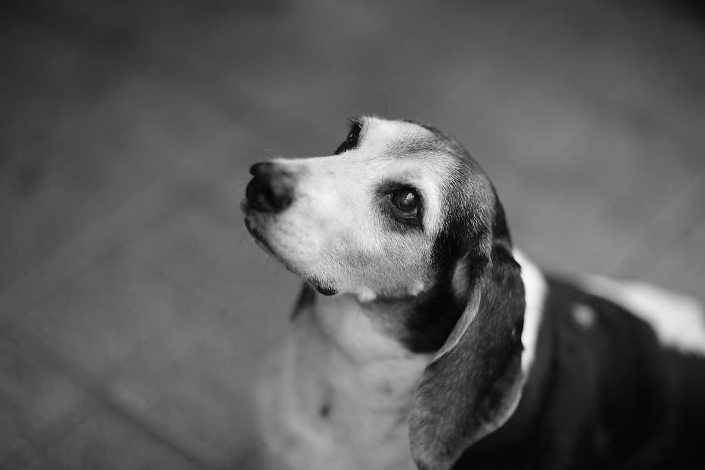 Canon FD 85mm f/1.2L heritage sample 4