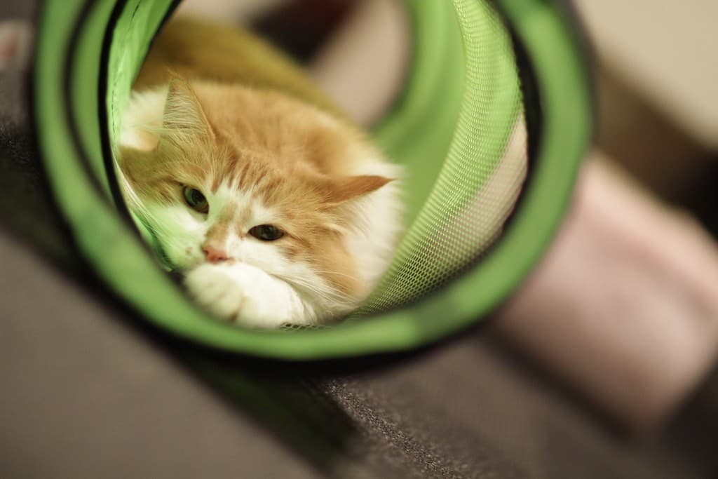 Canon FD 85mm f/1.2L heritage sample 2