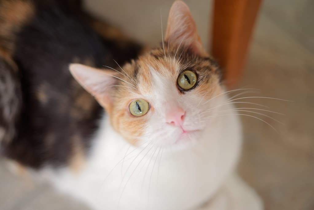 Pentax Super Takumar 55mm f/1.8 heritage sample 2