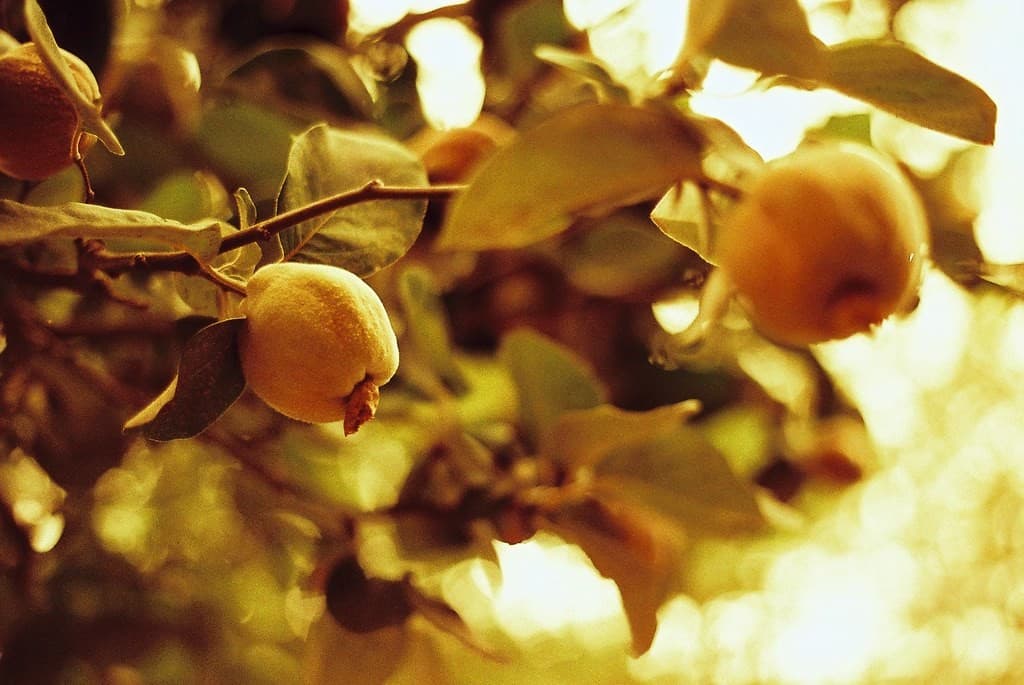 Contax Zeiss Planar 50mm f/1.7 heritage lens body