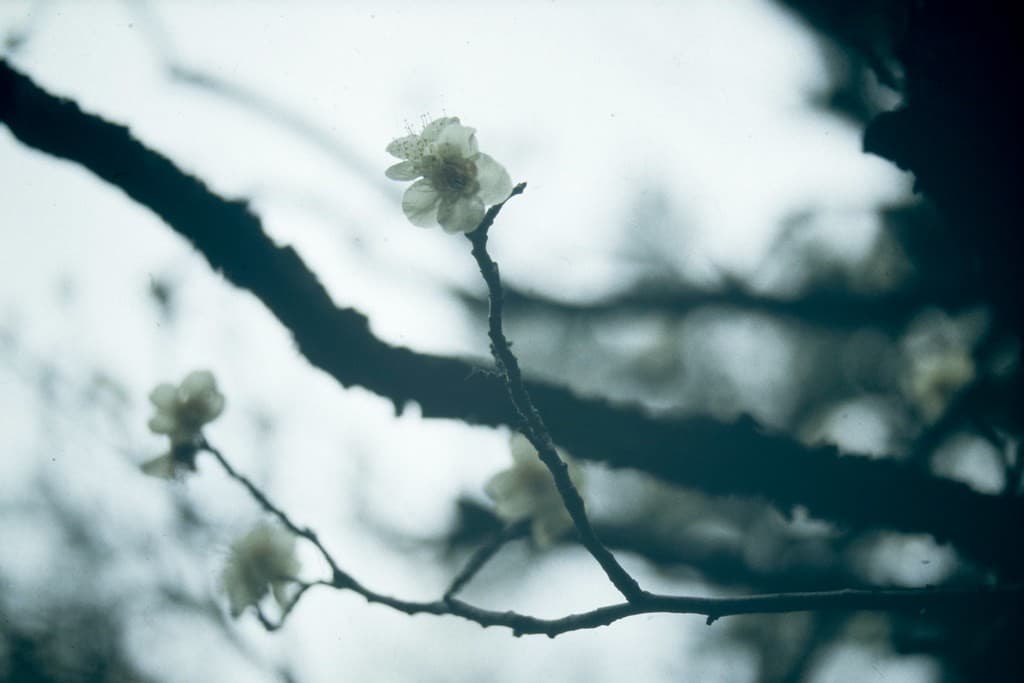 Minolta Minolta AF Macro 50mm f2.8 heritage sample 2
