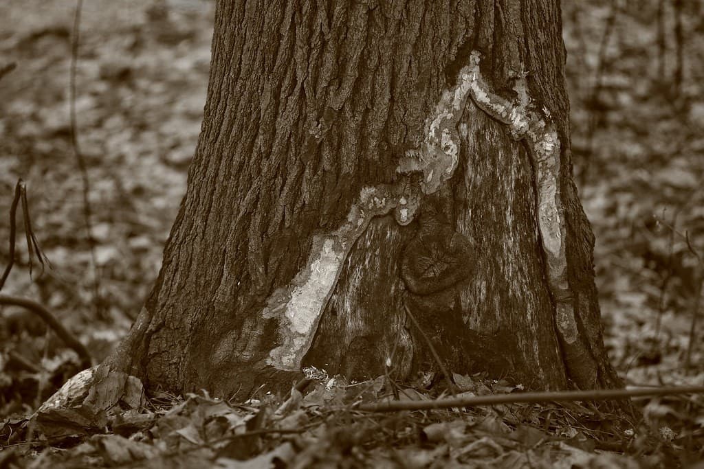 Carl Zeiss Jena Sonnar 135mm f/3.5 heritage sample 4
