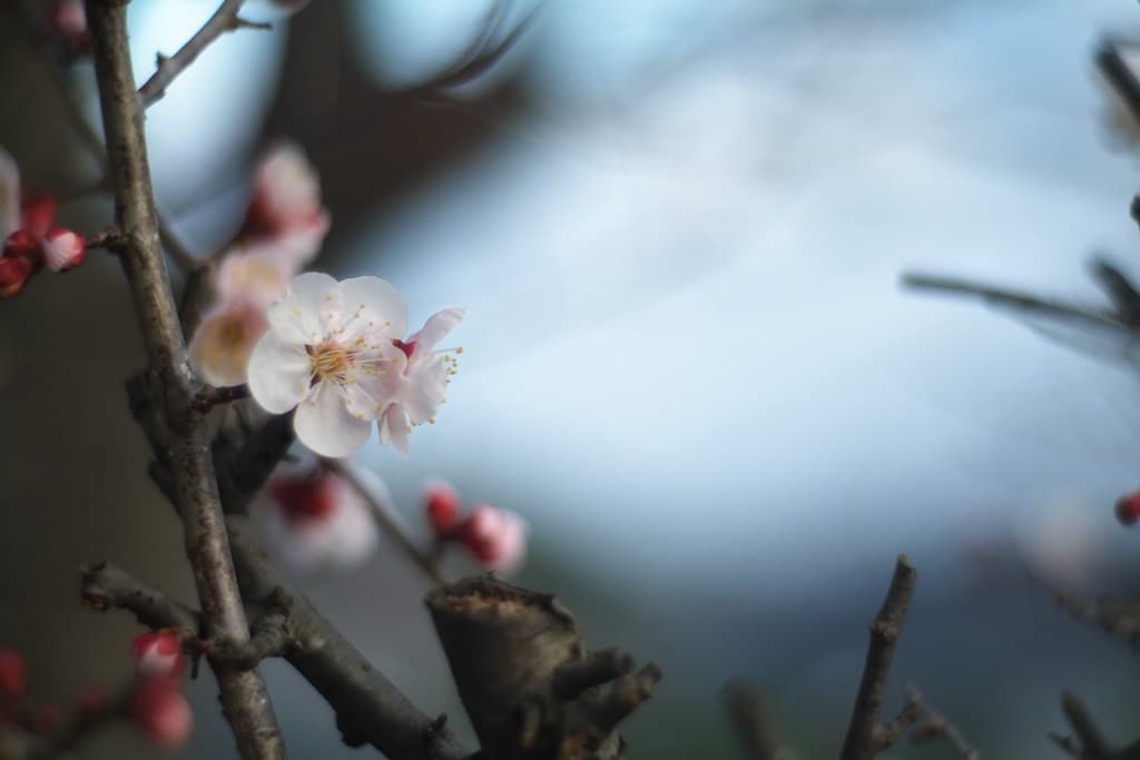 Meyer-Optik Primoplan 58mm f/1.9 heritage sample 6