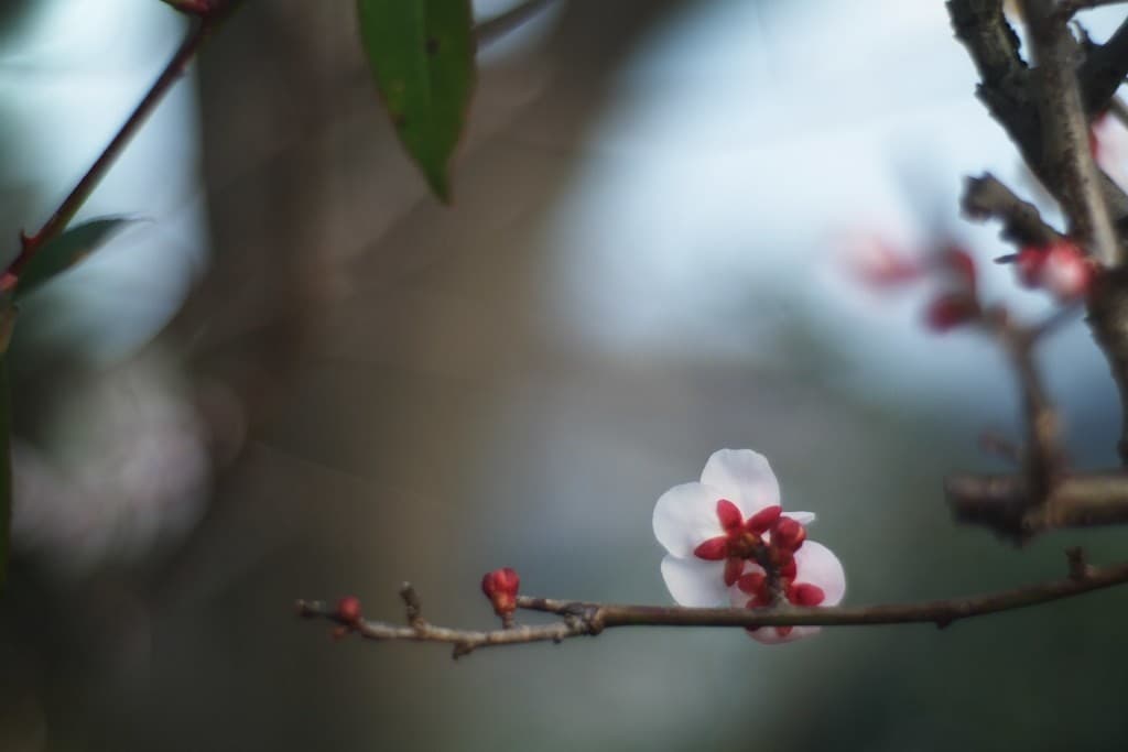 Meyer-Optik Primoplan 58mm f/1.9 heritage sample 5