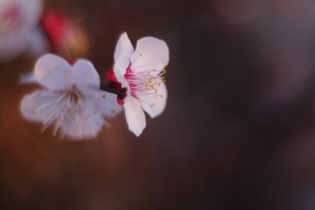 Meyer-Optik Primoplan 58mm f/1.9 heritage sample 4