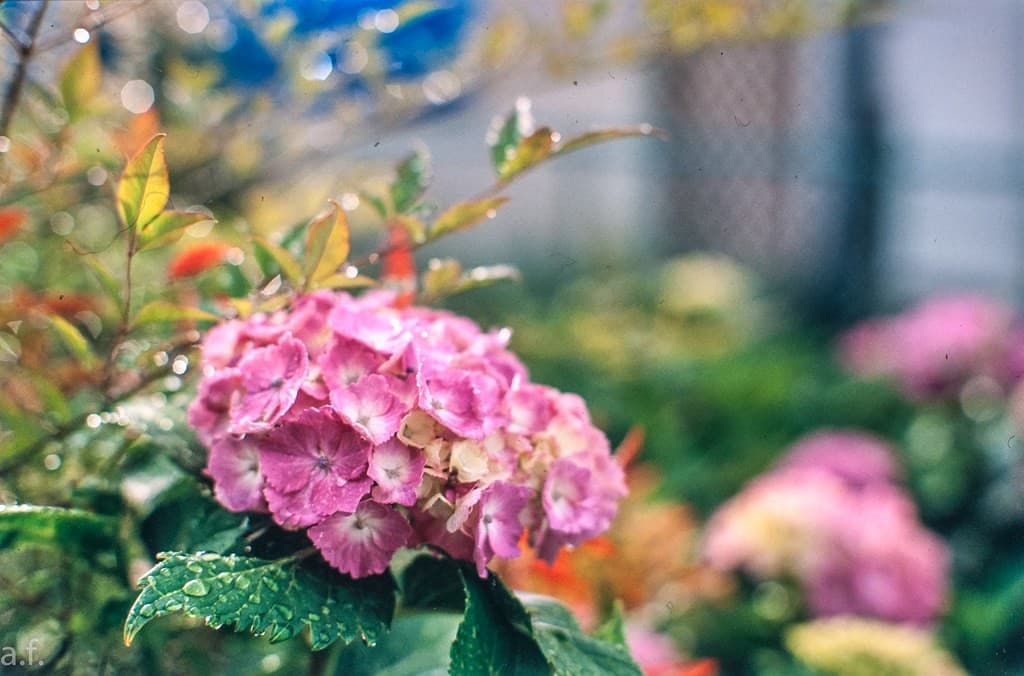 Minolta Minolta MD Macro 55mm f3.5 heritage sample 2