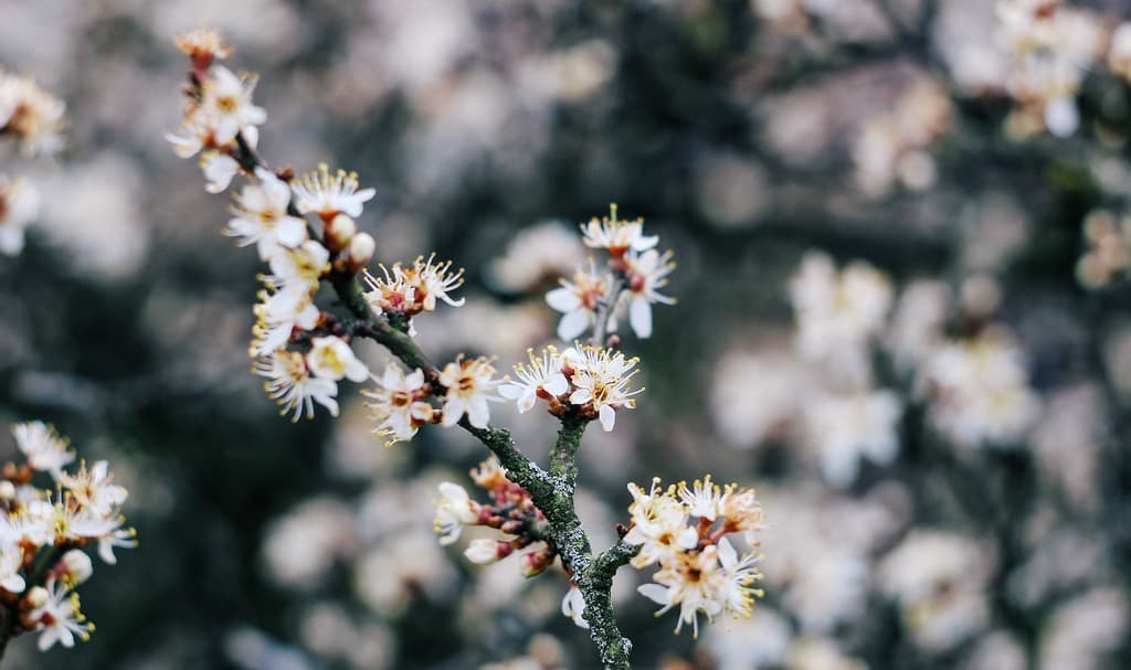 Helios 44-2 58mm f/2 heritage sample 2