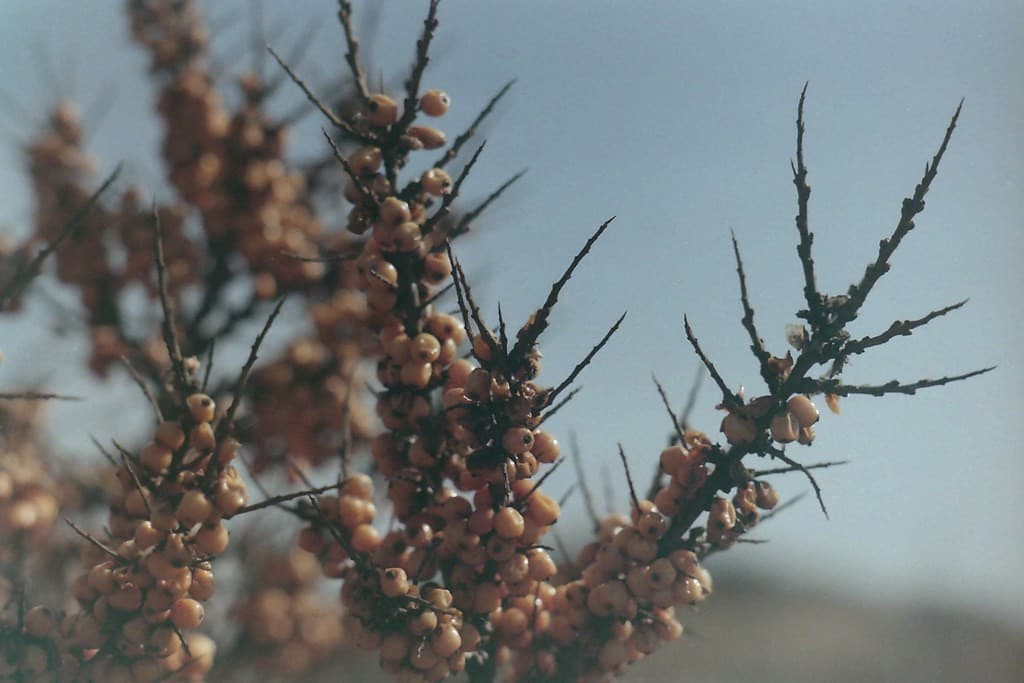 Jupiter 9 85mm f/2 heritage sample 3