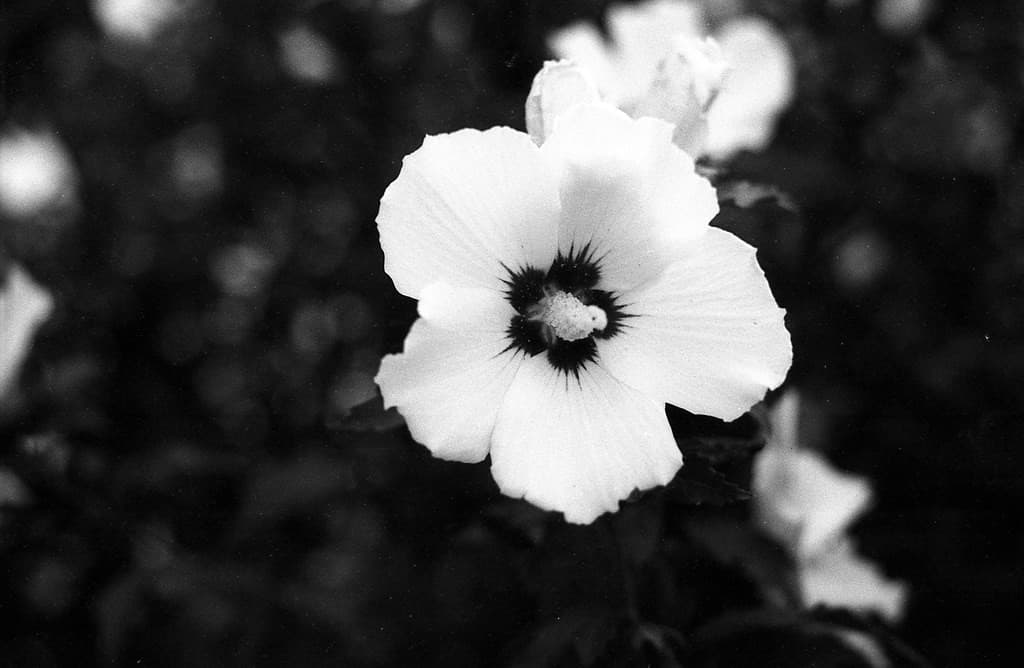 Mir 1B 37mm f/2.8 heritage sample 2
