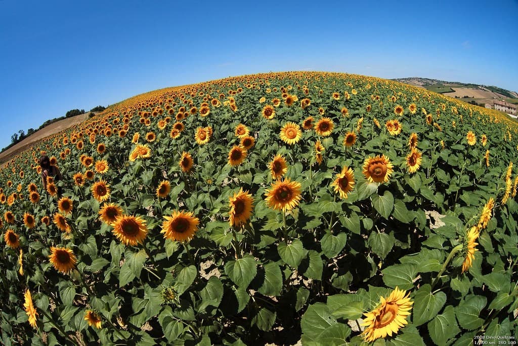 Zenitar 16mm f/2.8 Fisheye heritage sample 2