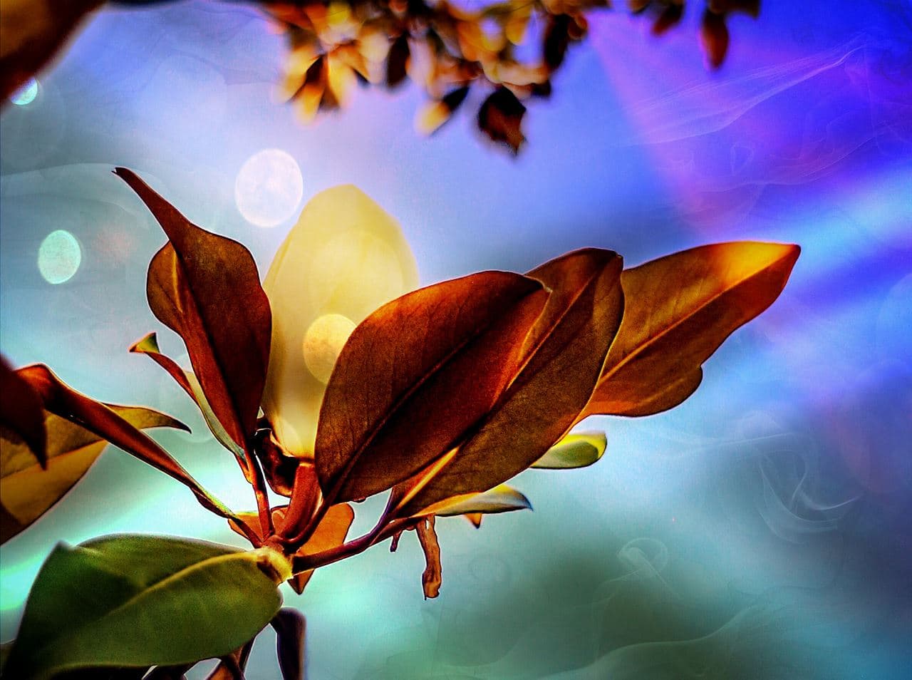 มาดู โบเก้รูปทรงต่าง ๆ