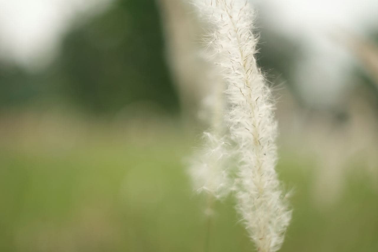 Carl Zeiss Jena Pancolar red MC 50mm f1.8