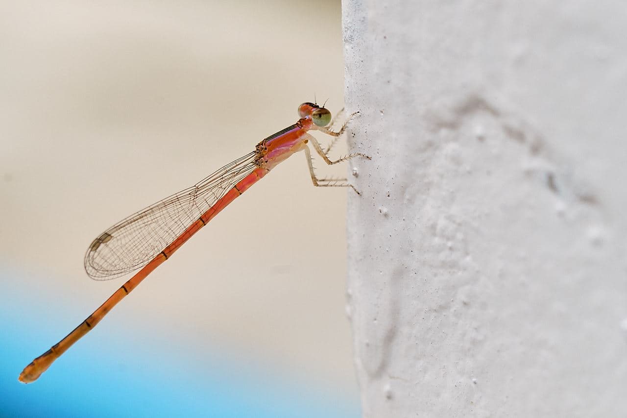 Macro-Takumar 50mm f4 1:1
