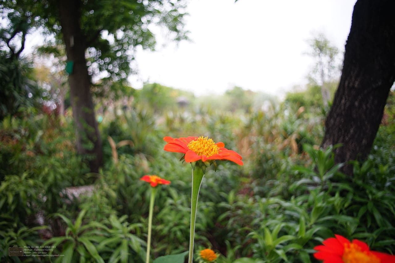 Nikon 20mm F3.5 เพิ่งรู้ว่าเลนส์ wide fullframe มันกว้างอย่างนี้