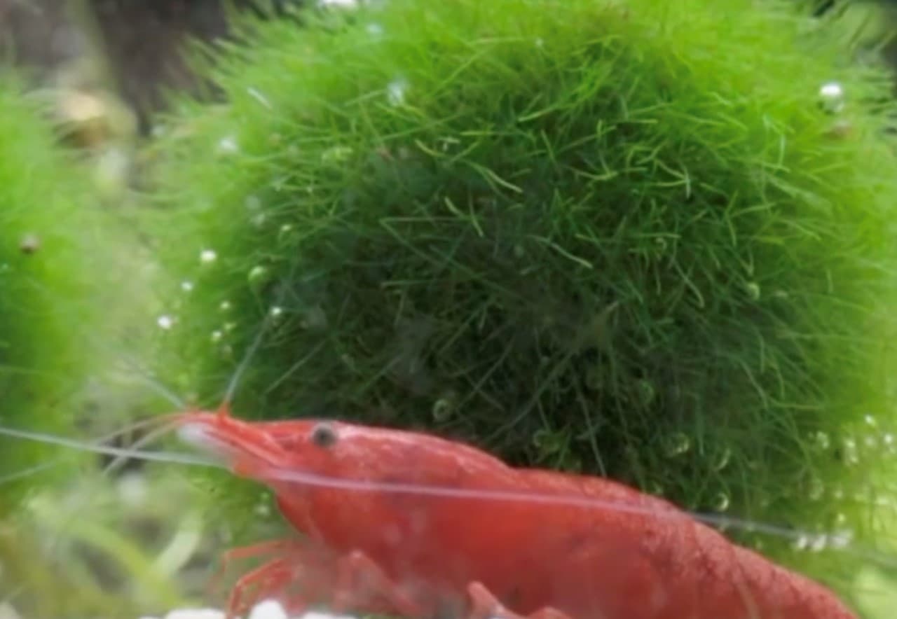 Nikon Micro 55mm f3.5 ถ่ายพร้อมท่อต่อ - ตัวอย่าง VDO จากกุ้งแคระ