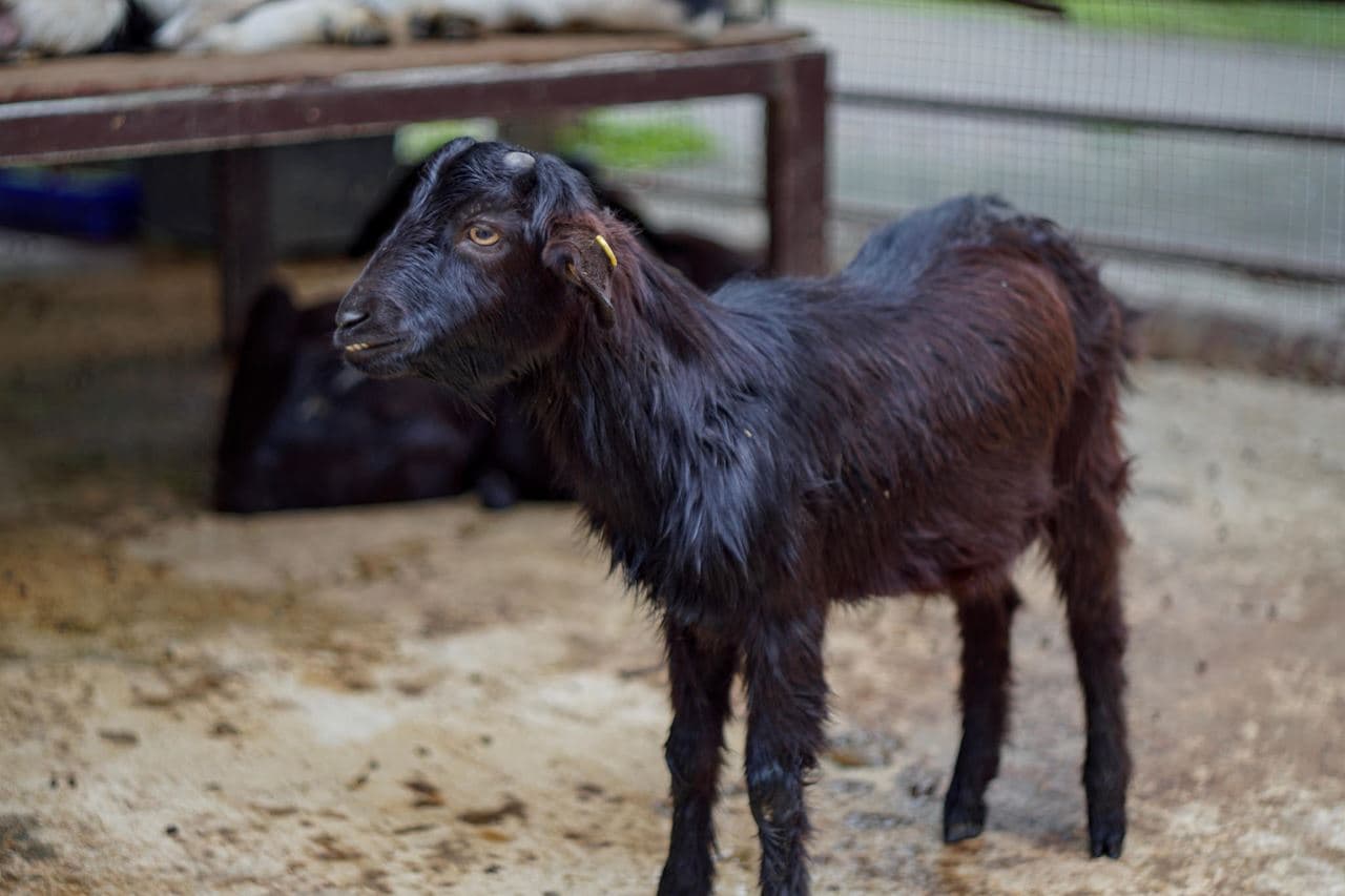 Review เลนส์ Carl Zeiss Jena Pancolar 50mm f1.8