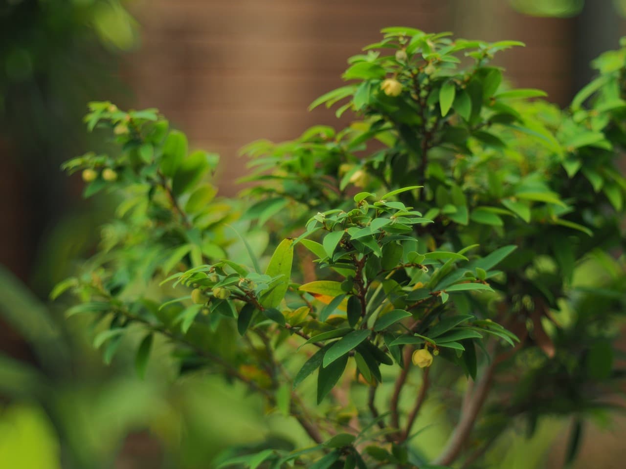 Review Carl Zeiss Pancolar 50mm f1.4