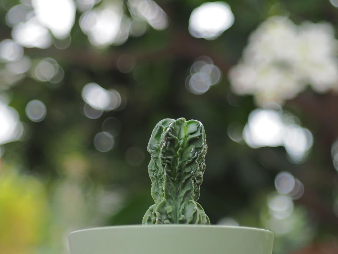 Review Industar L/Z Macro 50mm f2.8