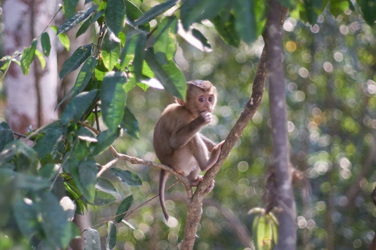 Review เลนส์ SMC Pentax-A 50mm f1.4