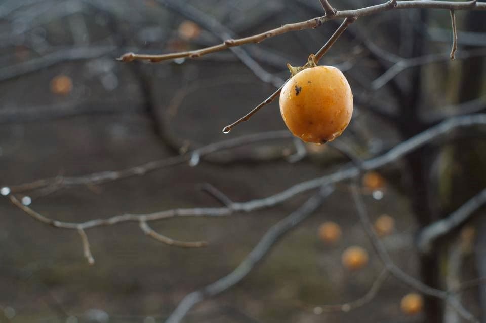 Takumar 8e 50mm F1.4 - หนึ่งในเลนส์ในตำนานที่ต้องสะสม