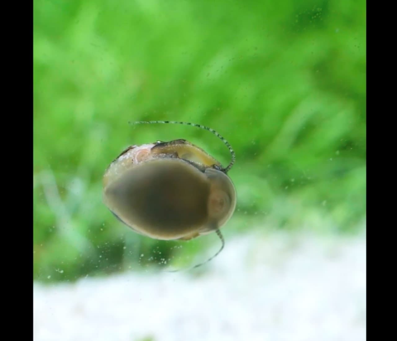 VDO ตัวอย่าง Vivitar 90mm f2.8 - ปากหอยเขา