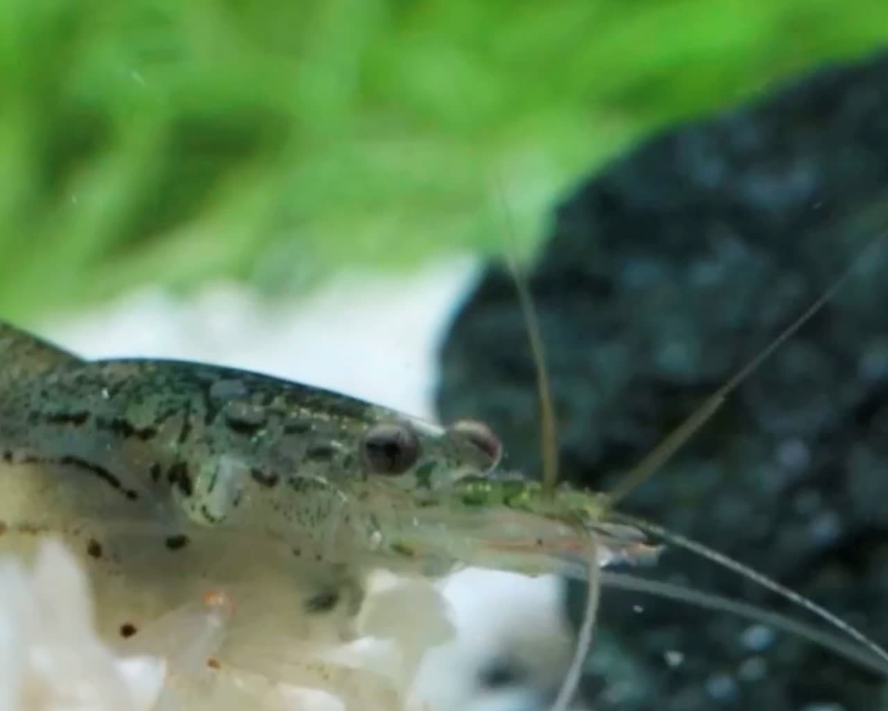 Vivitar 90mm f2.8 - ตัวอย่างภาพสั้น ๆ กุ้งแคระ