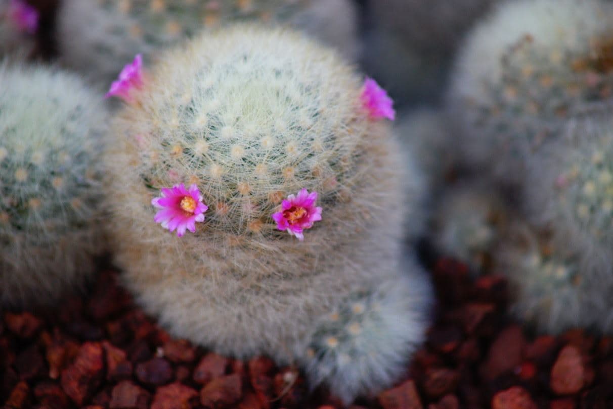 Vivitar Series 1 ราชาแห่ง Zoom มือหมุน