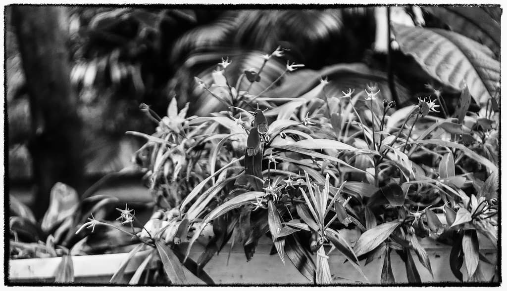 Domiplan 50mm f2.8 heritage sample 2