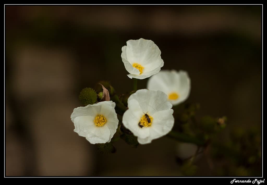 Helios 44m-4 58mm f2 heritage lens body