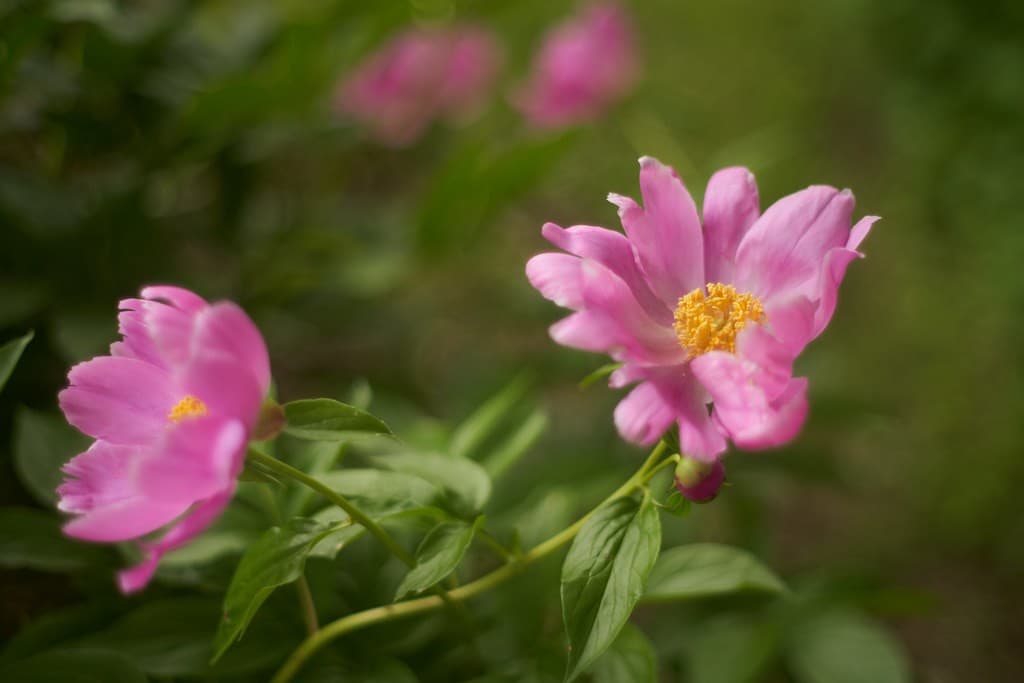 Minolta 58mm f1.4 heritage lens body