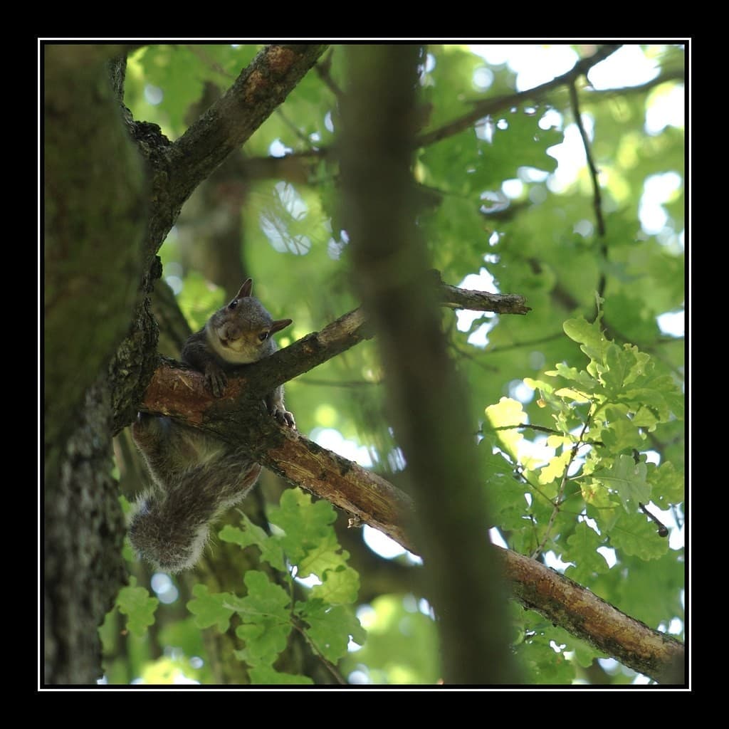 Pentacon MC 135mm f2.8 heritage lens body