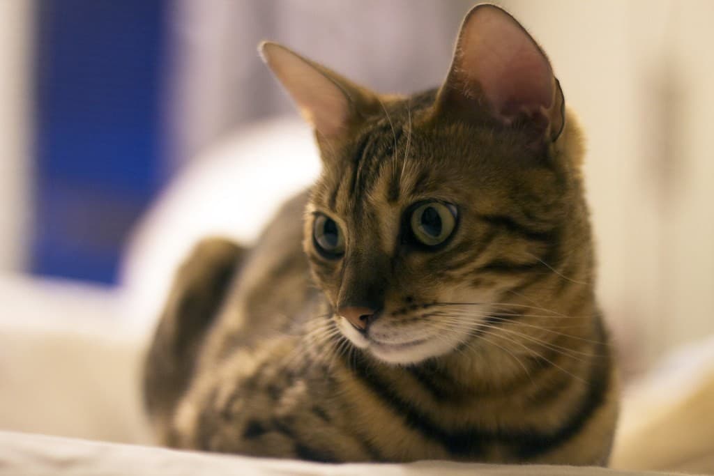 Yashica ML 50mm f1.7 heritage sample 4