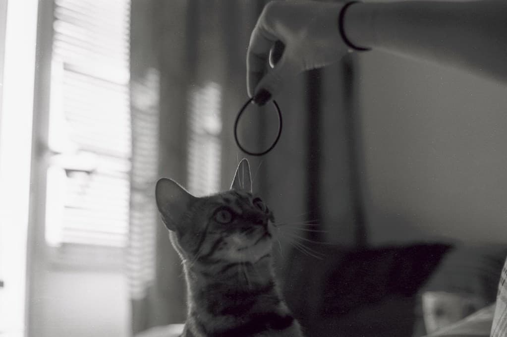 Yashica ML 50mm f1.7 heritage sample 5
