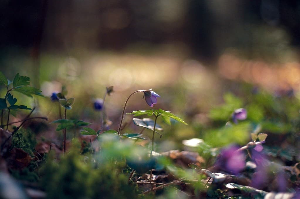 Yashica ML 50mm f1.7 heritage lens body