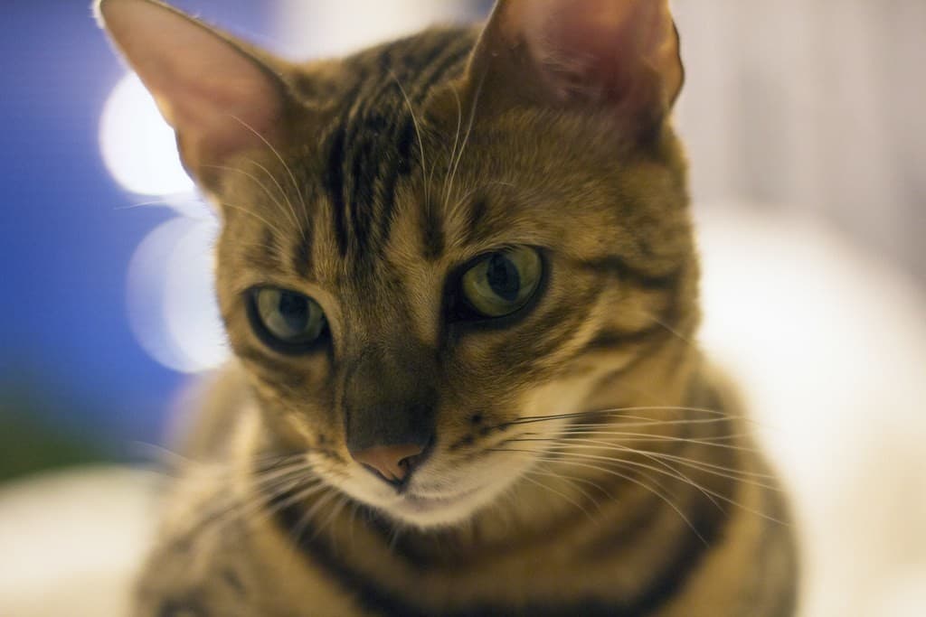 Yashica ML 50mm f1.7 heritage sample 3