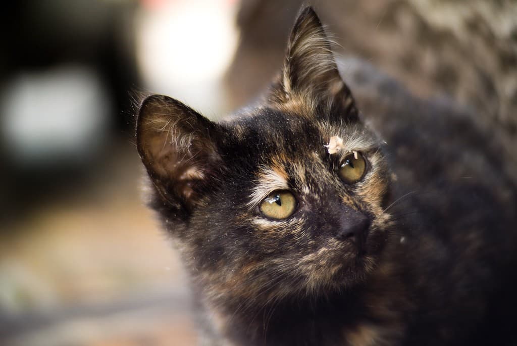 Nikon 50mm f/1.4 AI-S heritage lens body